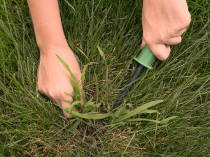 Different Types of Weeds, Greener Horizon, Middleboro, MA