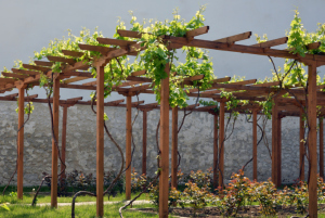 Training Grape Vines, Greener Horizon, Middleboro, MA