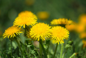 Different Types of Weeds, Greener Horizon, Middleboro, MA