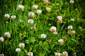 Different Types of Weeds, Greener Horizon, Middleboro, MA