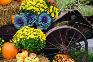 How to Create an Eye-Catching Outdoor Fall Decor without Stress