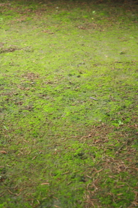 How to Get Rid of Moss in Your Yard, Greener Horizon, Middleborough, MA