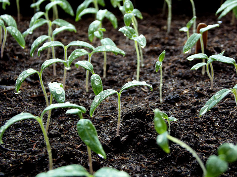 Close up of seedlings sprouting in dark soil. 