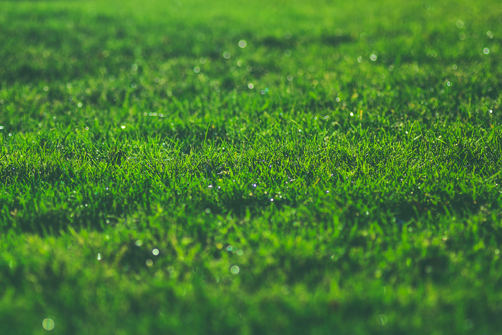 Green grass on sunny meadow morning sparkling dew water drops