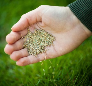 Hand planting grass seeds