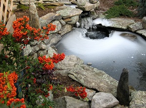 Frozen Fish Pond In Winter